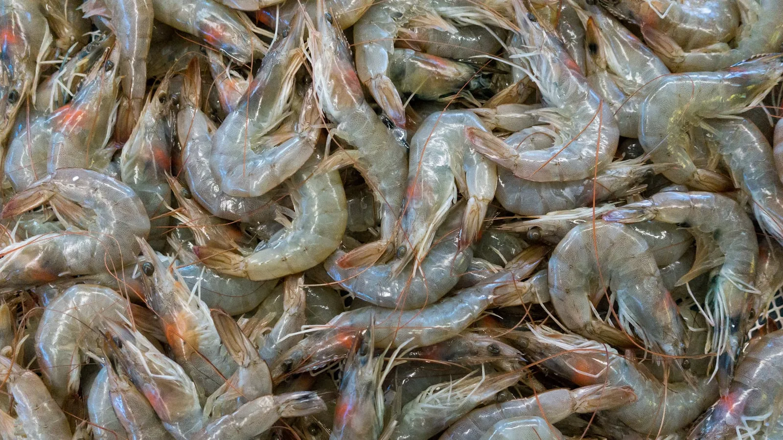 Black Tiger Shrimps